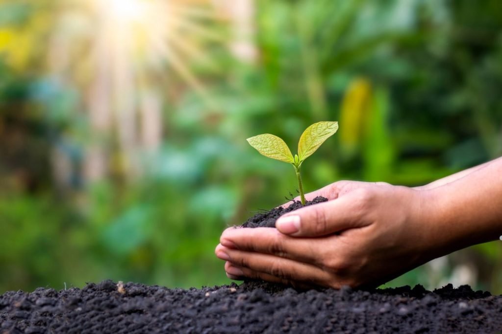 Adjusting Fertilization Practices for Different Climates 