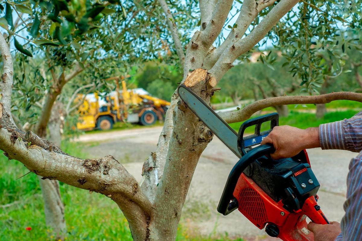  The Ultimate Guide to Gardening Services in Reno: Tips and Resources for Local Gardeners
